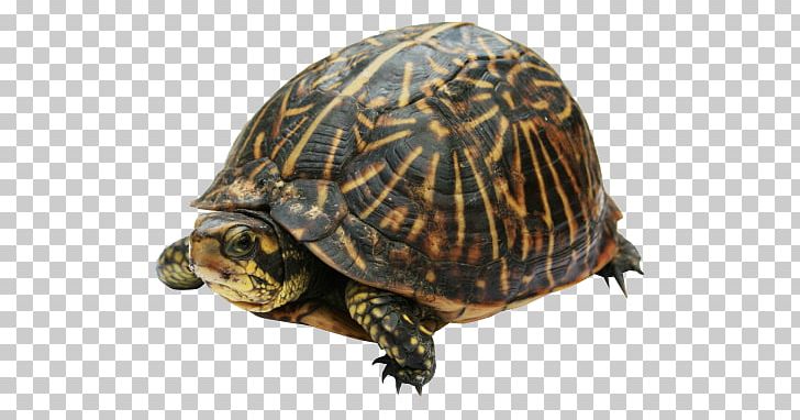 Turtle PNG, Clipart, Animals, Box Turtle, Box Turtles, Chelydridae, Redeared Slider Free PNG Download