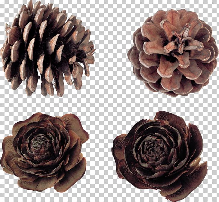 Conifer Cone Pine Humidifier Needle PNG, Clipart, Artificial Flower, Chemical Element, Cone, Conifer Cone, Element Free PNG Download