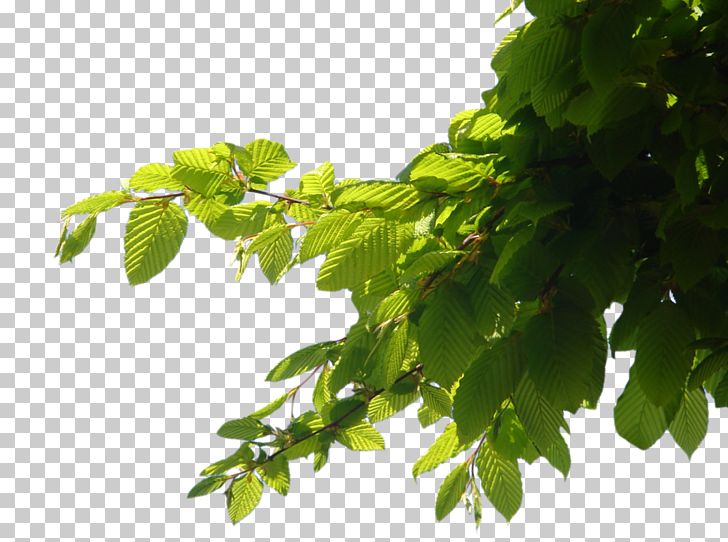 Branch Tree Computer File PNG, Clipart, Appbreeze, Bbcode, Beach, Branch, Branching Free PNG Download
