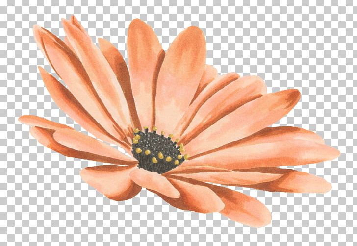 Drawing Watercolor Painting Transvaal Daisy PNG, Clipart, Chrysanthemum, Chrysanthemum Chrysanthemum, Chrysanthemums, Chrysanthemum Tea, Daisy Family Free PNG Download