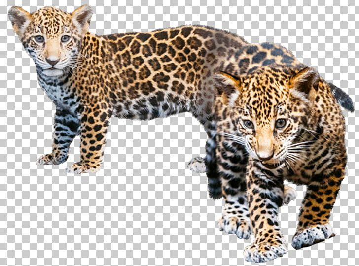 Jaguar Leopard Cheetah Explore The World Of Animals PNG, Clipart, Animal, Animals, Baby Drinking, Big Cat, Big Cats Free PNG Download