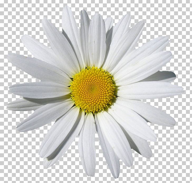Chamomile Desktop Common Daisy PNG, Clipart, Annual Plant, Aster, Chamaemelum Nobile, Chamomile, Chrysanths Free PNG Download