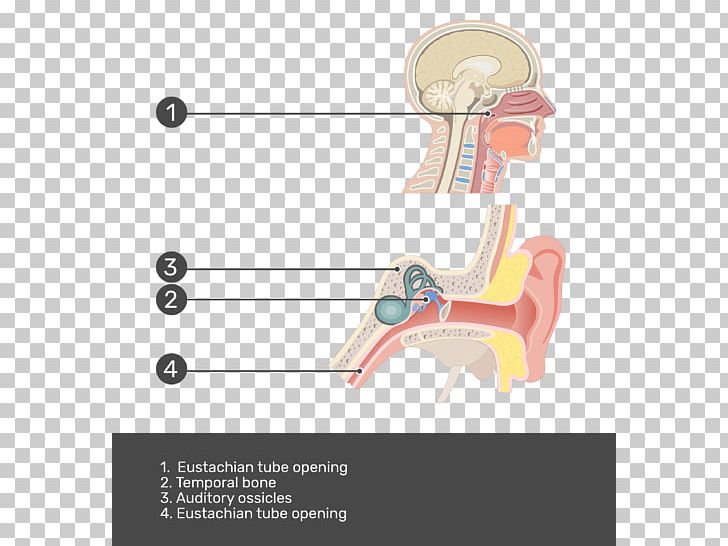 Eustachian Tube Middle Ear Pharynx Anatomy PNG, Clipart, Adenoid, Anatomy, Angle, Arm, Auditory System Free PNG Download