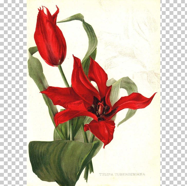 Floral Design Paper Printing Tulipa Tubergeniana Flower PNG, Clipart, Amaryllis Belladonna, Botanical Illustration, Botany, Cut Flowers, Engraving Free PNG Download