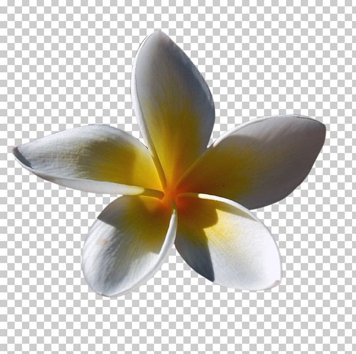 Flower Euclidean PNG, Clipart, Adobe Illustrator, Animation, Blooming, Blooming Flowers, Category Free PNG Download