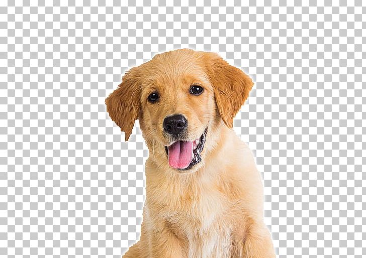Golden Retriever Puppy Dog Breed Pet Companion Dog PNG, Clipart, Animals, Carnivoran, Cat, Collar, Companion Dog Free PNG Download