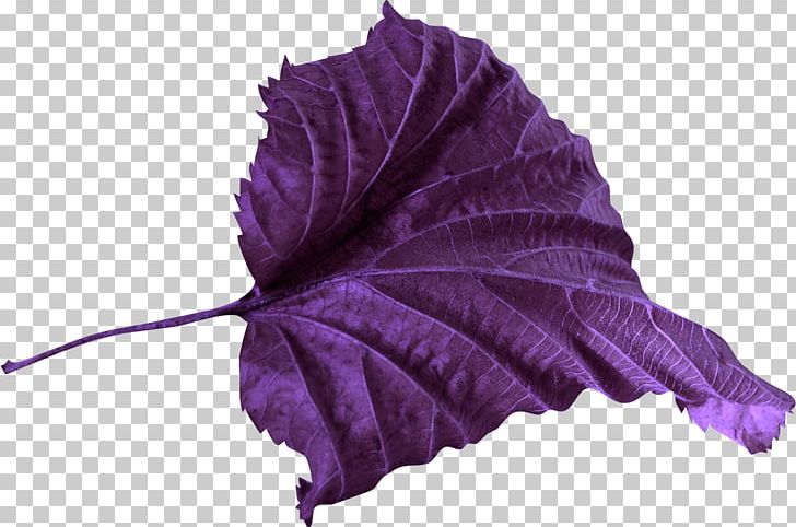 Leaf Petal Violet Color PNG, Clipart, Autumn Leaf, Branch, Clip Art, Color, Flower Free PNG Download