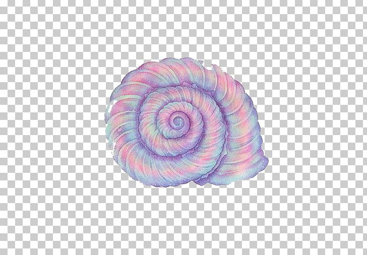 Purple Sea Snail Conch PNG, Clipart, Cartoon, Circle, Color, Color Of Lead, Decorate Free PNG Download