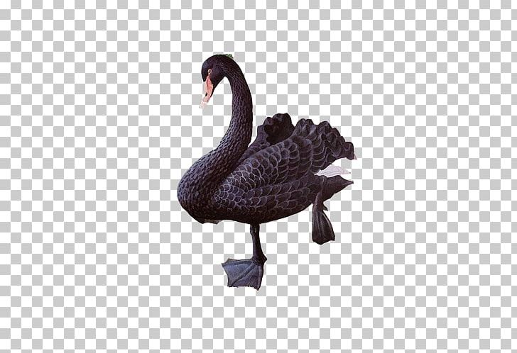 Black Swan Duck PNG, Clipart, Animals, Architecture, Background Black, Beak, Bird Free PNG Download