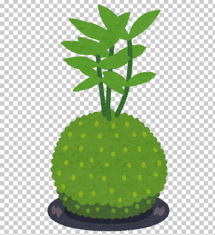 舌苔 Kokedama Bonsai Flowerpot PNG, Clipart, Bonsai, Flowerpot, Fruit, Grass, Horticulture Free PNG Download