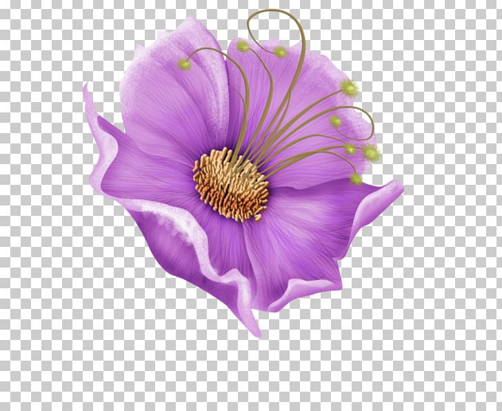 Sea Anemone Cut Flowers Petal Annual Plant PNG, Clipart