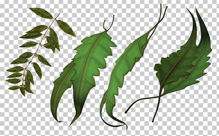 Leaf Plant Stem Map PNG, Clipart, Branch, Brouillon, Green Leaf, Leaf, Map Free PNG Download