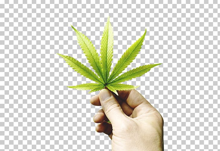 Medical Cannabis Hash Oil Cannabidiol Dispensary PNG, Clipart, Cannabidiol, Cannabis, Cannabis Shop, Dispensary, Drug Test Free PNG Download