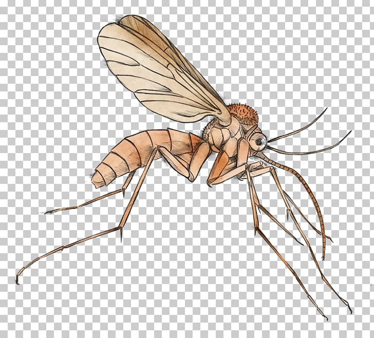 Mosquito Malaria PNG, Clipart, Arthropod, Bee, Clip Art, Document, Fly Free PNG Download