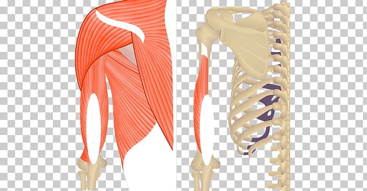 Triceps Brachii Muscle Origin And Insertion Biceps Anatomy PNG, Clipart, Anatomy, Arm, Biceps, Deltoid Muscle, Head Free PNG Download