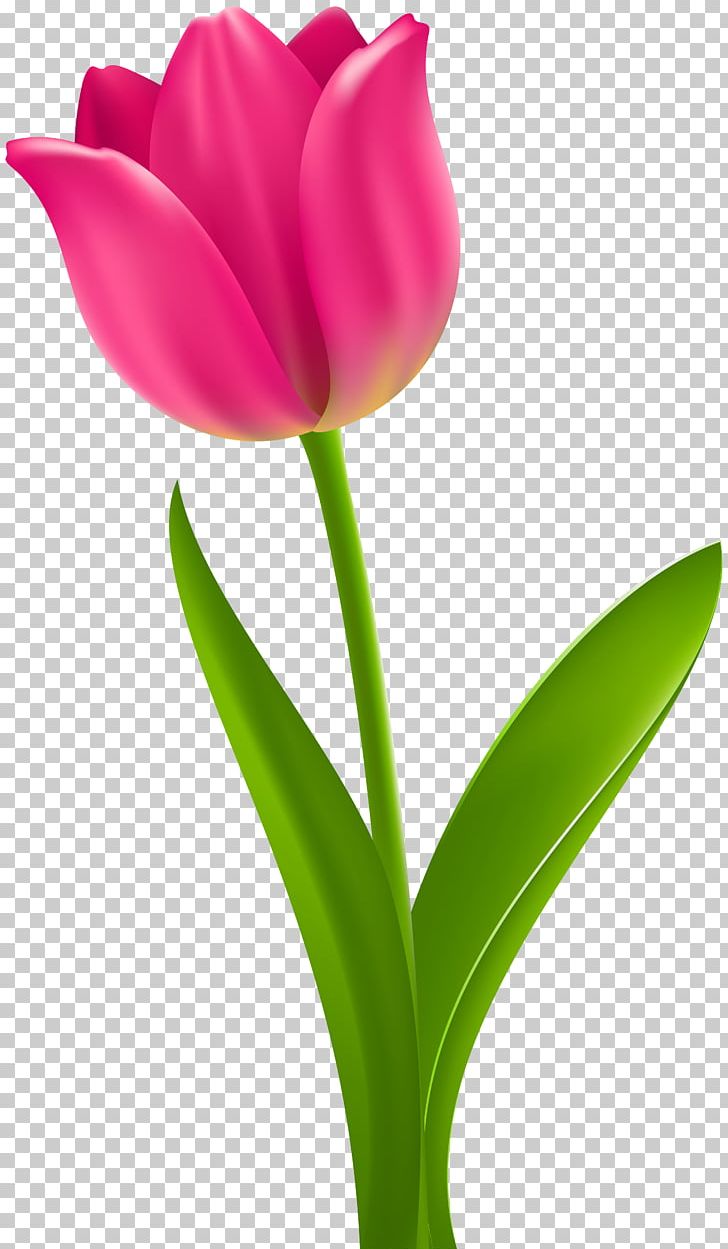 Tulip Flower Desktop PNG, Clipart, Bud, Cut Flowers, Desktop Wallpaper, Flower, Flowering Plant Free PNG Download