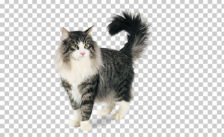 Norwegian Forest Cat Siberian Cat Ragamuffin Cat American Wirehair Kurilian Bobtail PNG, Clipart, Carnivoran, Cat, Cat Food, Cat Like Mammal, Domestic Longhaired Cat Free PNG Download