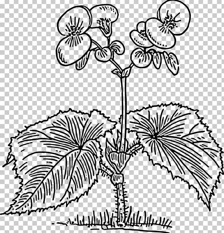 Coloring Book Flower PNG, Clipart, Area, Artwork, Begonia, Black And White, Branch Free PNG Download