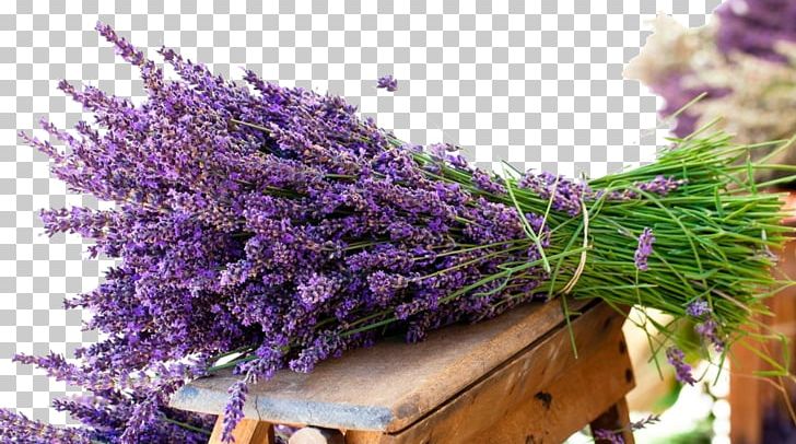 English Lavender Flower Bouquet Lavender Oil PNG, Clipart, Concime, Day, Edible Flower, Flower, Free Free PNG Download