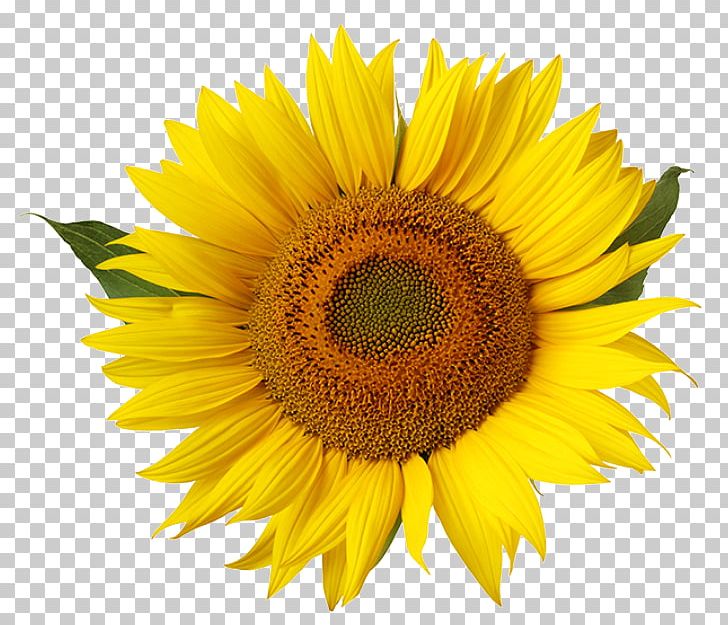 Common Sunflower Yellow Stock Photography Stamen PNG, Clipart, Asterales, Blue, Common Daisy, Common Sunflower, Daisy Family Free PNG Download