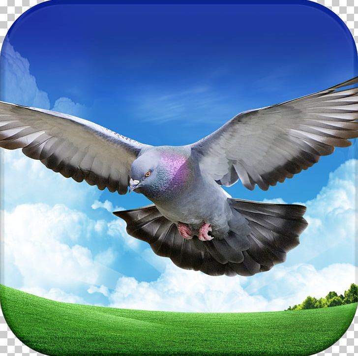 Move IOS Android Columbidae PNG, Clipart, Android, Animal, App, Beak, Bird Free PNG Download
