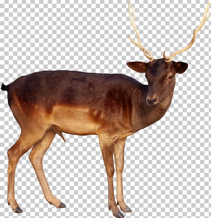 Reindeer White-tailed Deer Elk Moose PNG, Clipart, Animal, Antler, Buck, Cartoon, Deer Free PNG Download