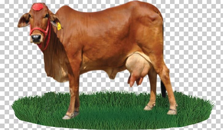 Sahiwal Cattle Beef Cattle Nili-Ravi Dairy Farming PNG, Clipart, Agriculture, Animal Figure, Breed, Bull, Calf Free PNG Download