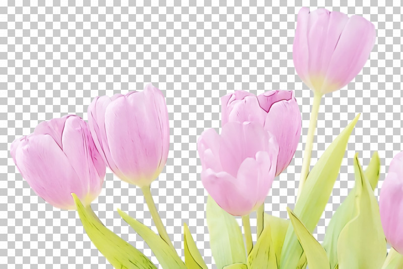 Flower Petal Tulip Plant Pink PNG, Clipart, Crocus, Cut Flowers, Flower, Flowers, Herbaceous Plant Free PNG Download