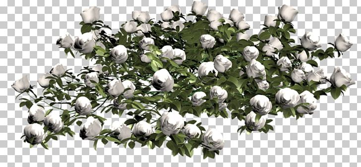 Cut Flowers Floral Design Garden Roses PNG, Clipart, 3d Computer Graphics, Beyaz Gul, Branch, Cut Flowers, Diary Free PNG Download