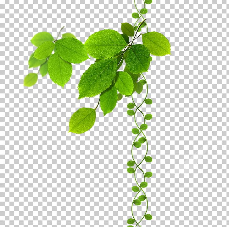 Green Leaves PNG, Clipart, Adobe Illustrator, Autumn Leaves, Beehive, Branch, Clips Free PNG Download