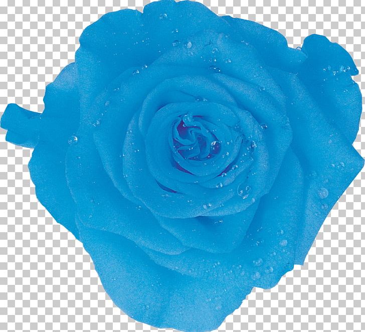 Ice Packs Garden Roses Amazon.com Cooler Blue Rose PNG, Clipart, Amazoncom, Aqua, Azure, Bag, Bento Free PNG Download