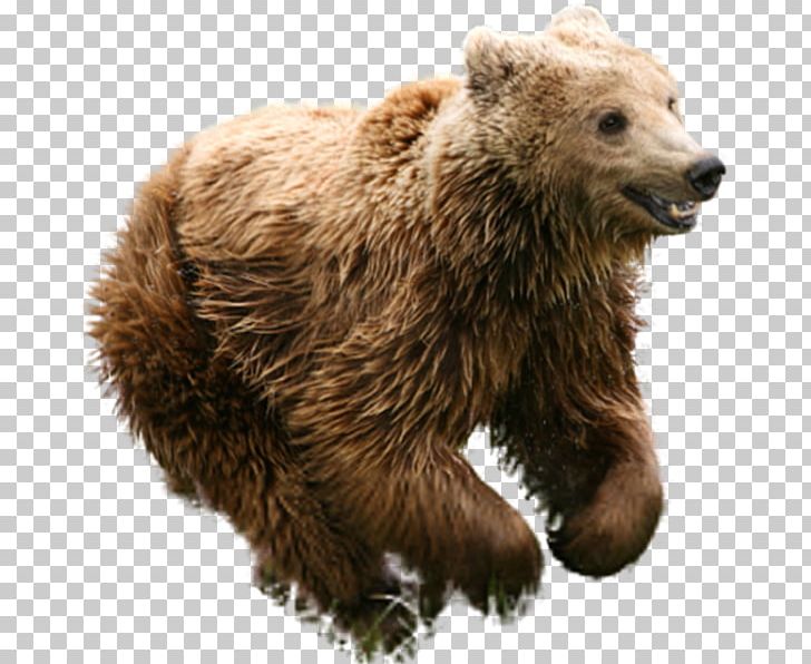 Mexican Grizzly Bear Brown Bear Animal PNG, Clipart, Animal, Animals, Basabizitza, Bear, Carnivoran Free PNG Download