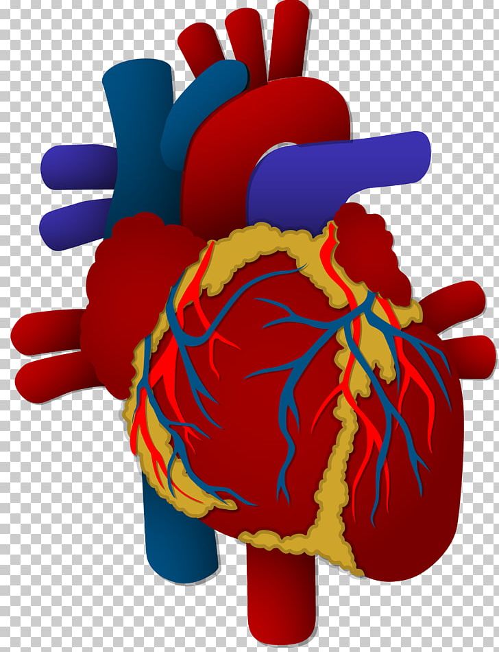 Organ Heart Human Body Cardiovascular Disease PNG, Clipart, Aorta, Art, Blood Vessel, Body, Cardiac Muscle Free PNG Download