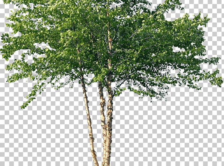Tree River Birch Woody Plant Forest PNG, Clipart, Bark, Birch, Birch Family, Branch, Digital Image Free PNG Download
