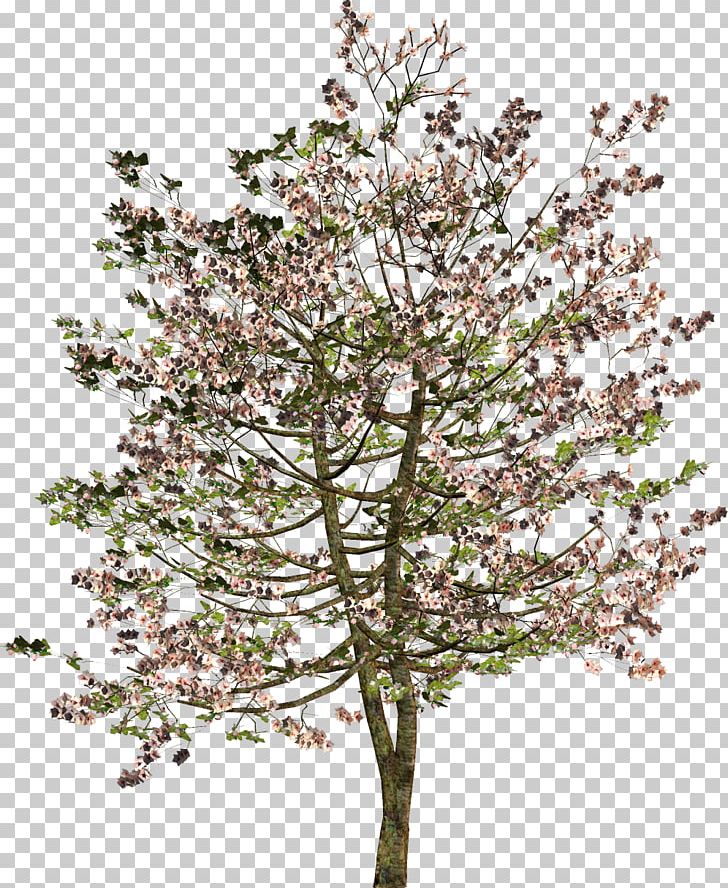 Tree Shrub Twig PNG, Clipart, Blossom, Branch, Cherry Blossom, Class, Flower Free PNG Download