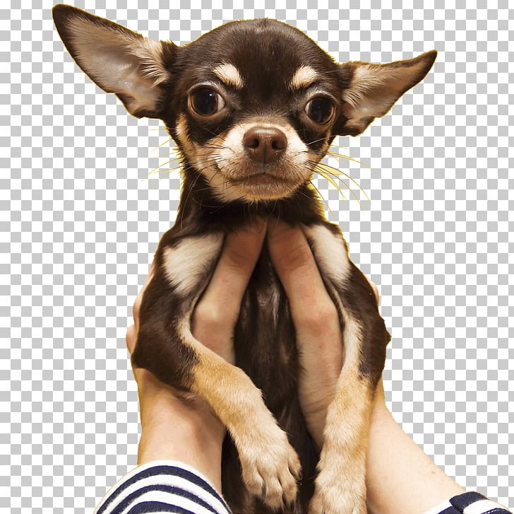 Chihuahua Russkiy Toy Puppy Dog Breed Cat PNG, Clipart, Animal, Animals, Breed, Carnivoran, Cat Free PNG Download