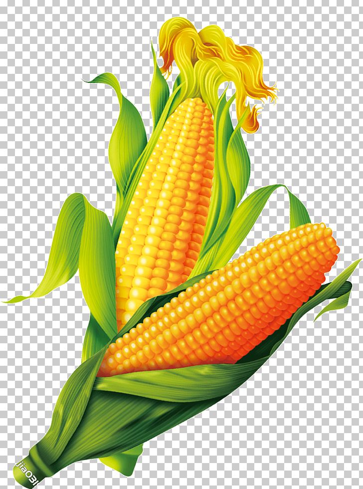 Corn On The Cob Maize Gold PNG, Clipart, Cartoon Corn, Cereal, Commodity, Corn, Corn Cartoon Free PNG Download