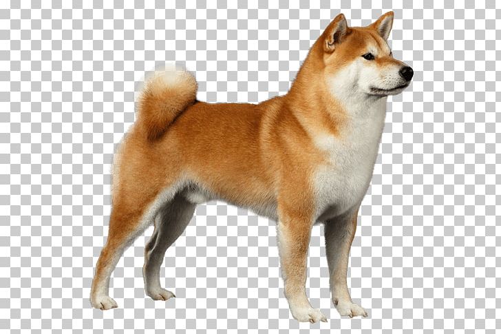 Shiba Inu Akita Basenji Samoyed Dog Shar Pei PNG, Clipart, Akita, Animals, Carnivoran, Companion Dog, Dog Breed Free PNG Download
