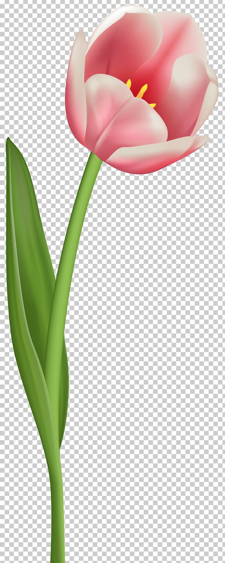 Tulip Mania Flower PNG, Clipart, Bud, Clip Art, Color, Computer Wallpaper, Cut Flowers Free PNG Download