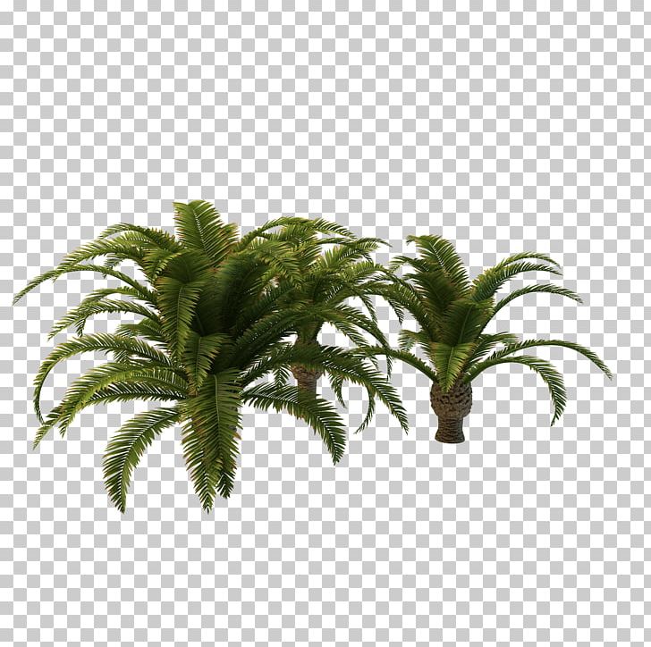 Arecaceae Tree Vascular Plant PNG, Clipart, Arecaceae, Arecales, Areca Palm, Art Long, Clipart Free PNG Download