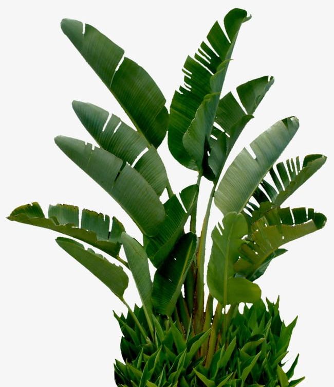 Banana Tree PNG, Clipart, Banana Clipart, Bonsai, Flowers, Flowers And Trees, Garden Free PNG Download