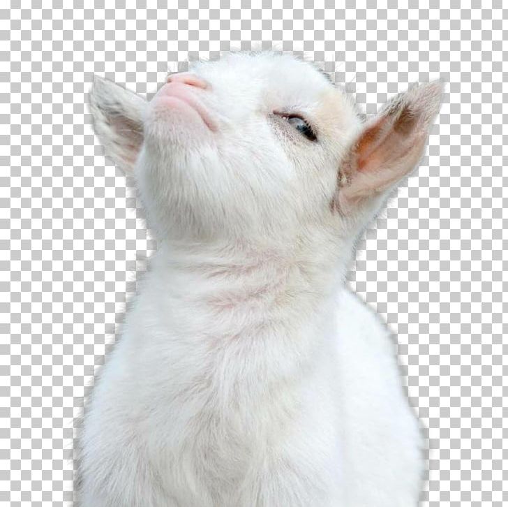 Cat Goat Animal PNG, Clipart, 4chan, 300, Animal, Animals, Cat Free PNG Download