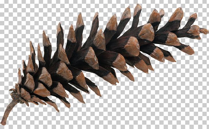 Conifer Cone PNG, Clipart, Cone, Conifer, Conifers, Element, Material Free PNG Download