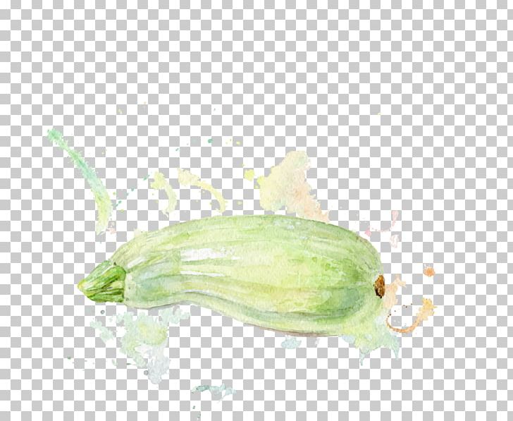 Cucumber Zucchini Melon Watercolor Painting Illustration PNG, Clipart, Auglis, Cucumber Gourd And Melon Family, Cucumis, Depositphotos, Food Free PNG Download