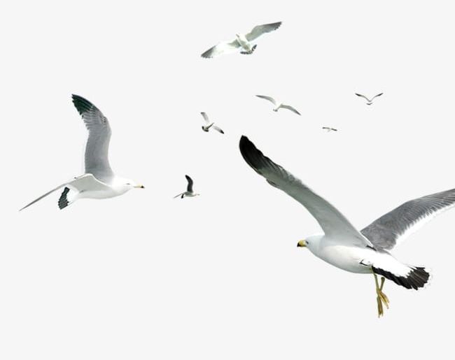 Seabirds PNG, Clipart, Animal, Grey, Light, Light Grey, Seabirds Free PNG Download
