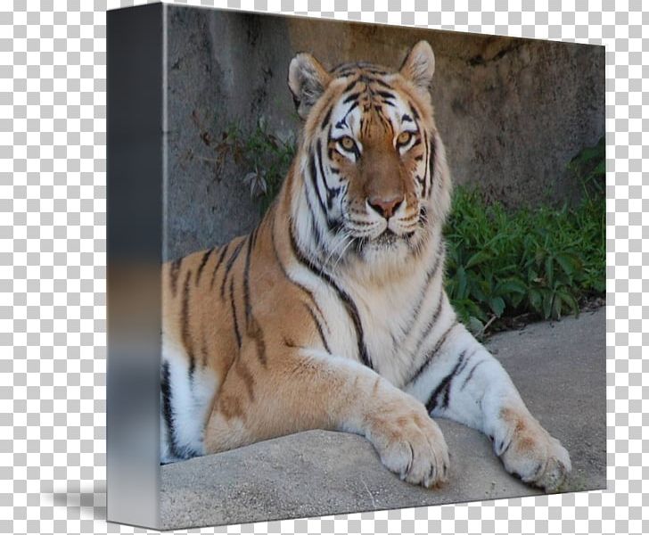 Whiskers Bengal Tiger Cat PNG, Clipart, Animal, Animals, Bengal, Bengal Tiger, Big Cat Free PNG Download