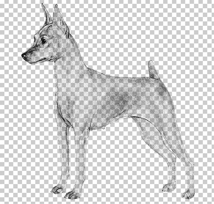 Canaan Dog Dog Breed Miniature Pinscher German Pinscher Dobermann PNG, Clipart, American Kennel Club, Animals, Breed, Canaan Dog, Carnivoran Free PNG Download