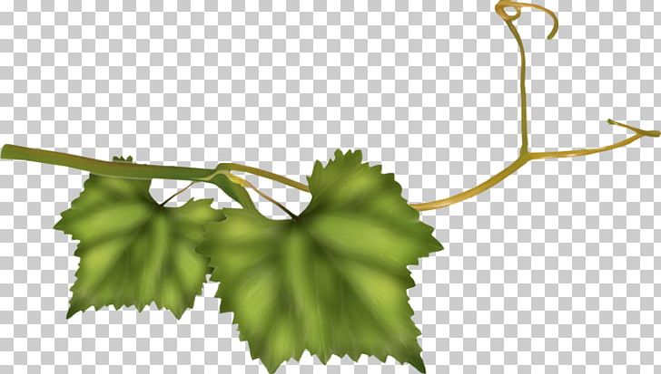 Grape Twig Plant Stem Leaf Line PNG, Clipart, Branch, Flowering Plant, Fruit, Fruit Nut, Grape Free PNG Download