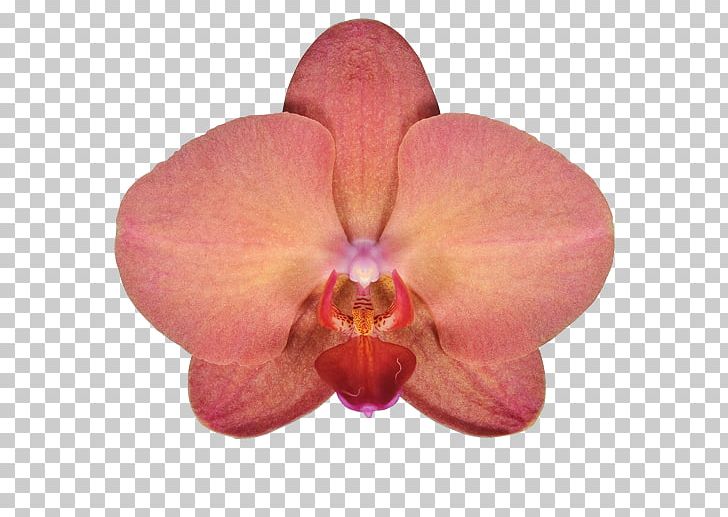 Moth Orchids Совместная покупка Cattleya Orchids Plant PNG, Clipart, Artikel, Cattleya, Cattleya Orchids, Clothing, Flower Free PNG Download