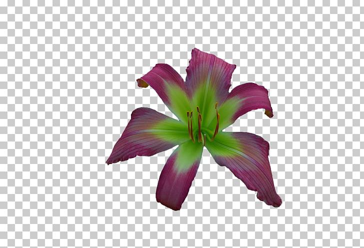 Purple Cut Flowers Daylily Petal PNG, Clipart, Art, Cut Flowers, Daylily, Flower, Flowering Plant Free PNG Download
